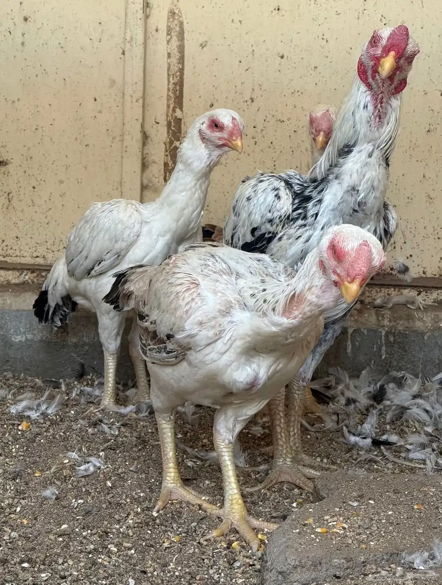 طقم حجازي فاخر ديك و3 دجاجات( تم البيع ) 38