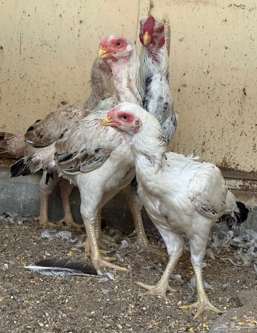 طقم حجازي فاخر ديك و3 دجاجات( تم البيع ) 27