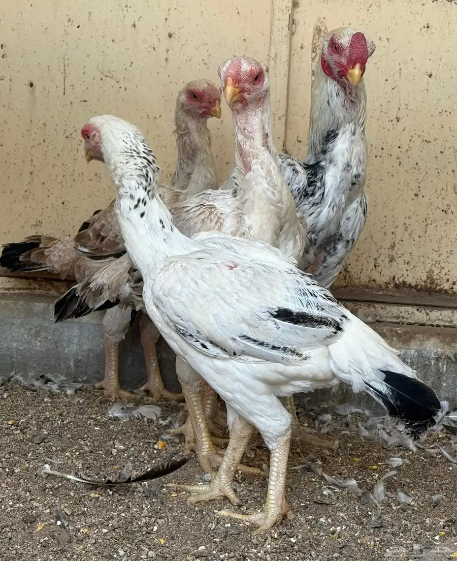 طقم حجازي فاخر ديك و3 دجاجات( تم البيع ) 29