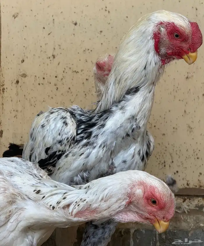 طقم حجازي فاخر ديك و3 دجاجات( تم البيع ) 36