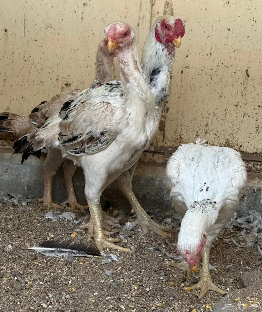 طقم حجازي فاخر ديك و3 دجاجات( تم البيع ) 26