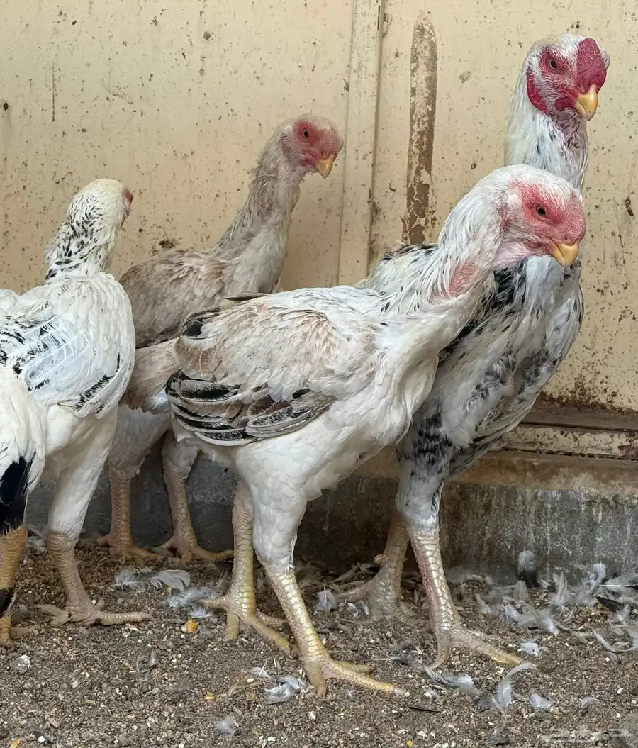 طقم حجازي فاخر ديك و3 دجاجات( تم البيع ) 30