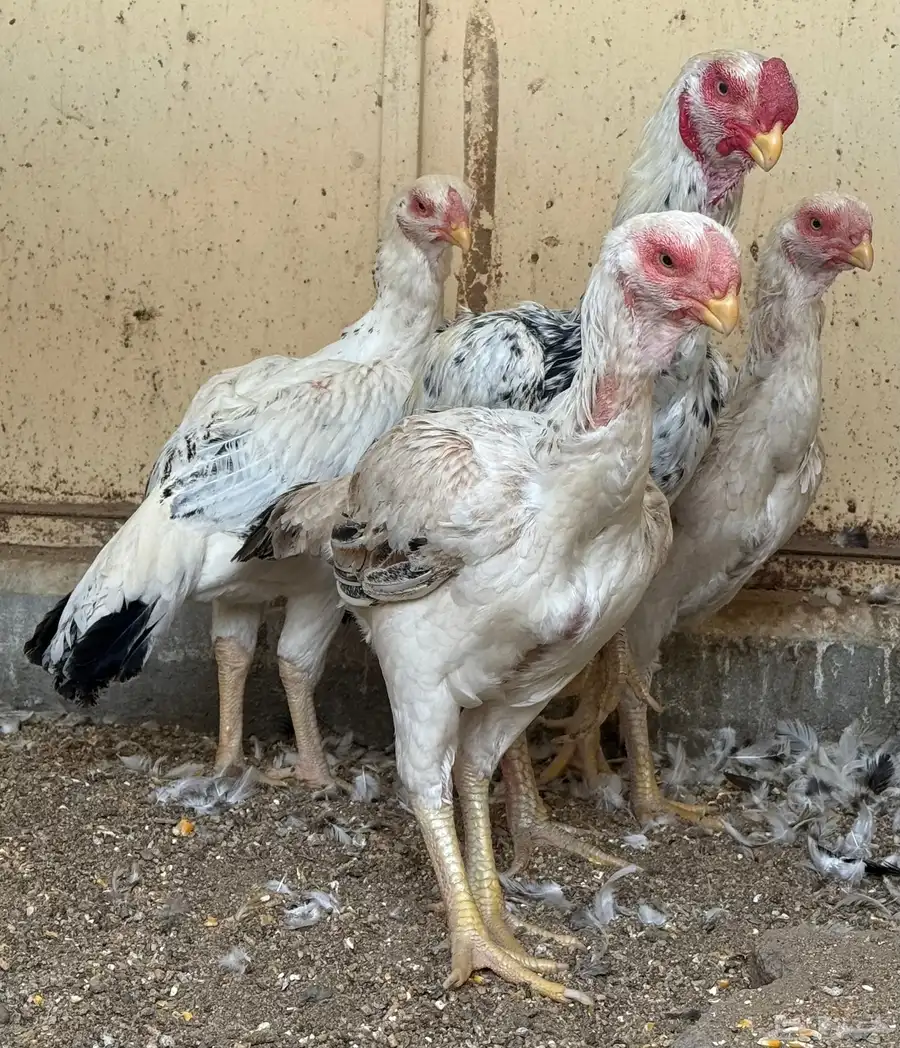 طقم حجازي فاخر ديك و3 دجاجات( تم البيع ) 33