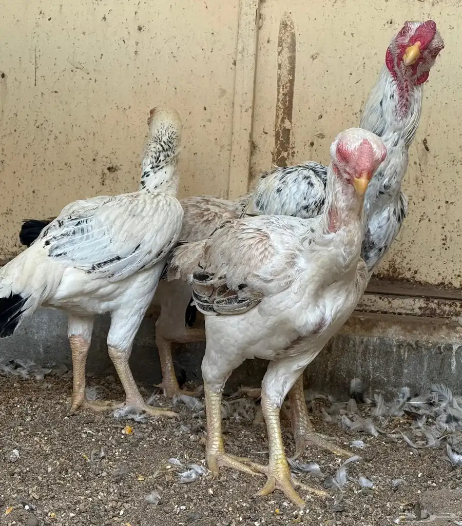 طقم حجازي فاخر ديك و3 دجاجات( تم البيع ) 31