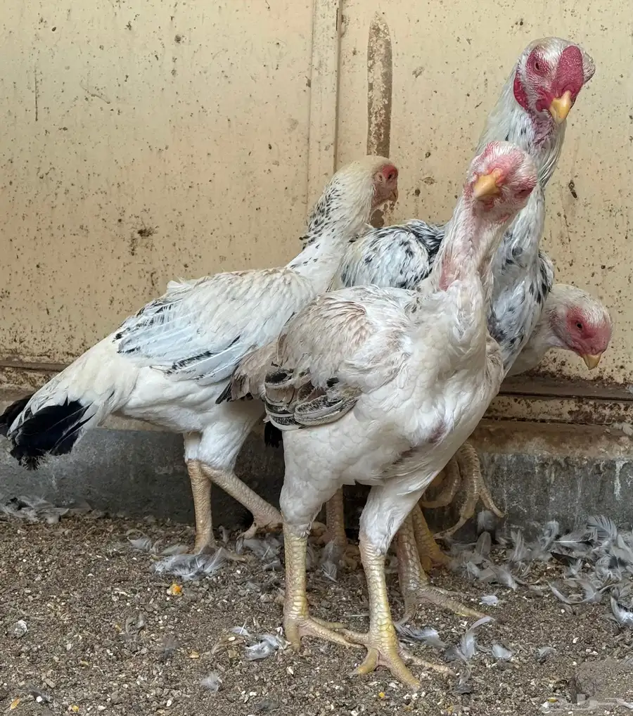 طقم حجازي فاخر ديك و3 دجاجات( تم البيع ) 32