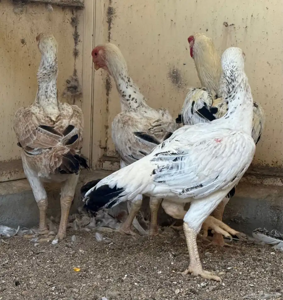 طقم حجازي فاخر ديك و3 دجاجات( تم البيع ) 25
