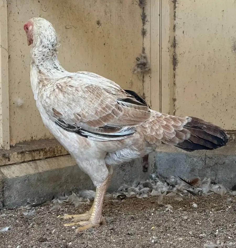 طقم حجازي فاخر ديك و3 دجاجات( تم البيع ) 19