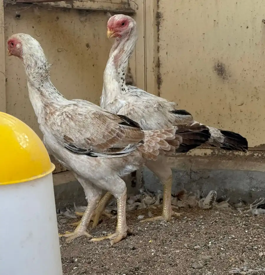 طقم حجازي فاخر ديك و3 دجاجات( تم البيع ) 21