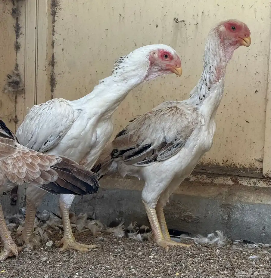 طقم حجازي فاخر ديك و3 دجاجات( تم البيع ) 14