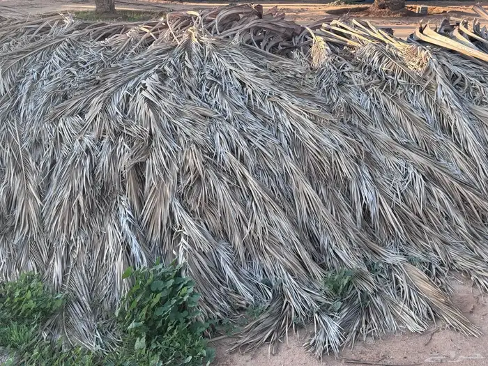 عسبان او جريد للبيع 0