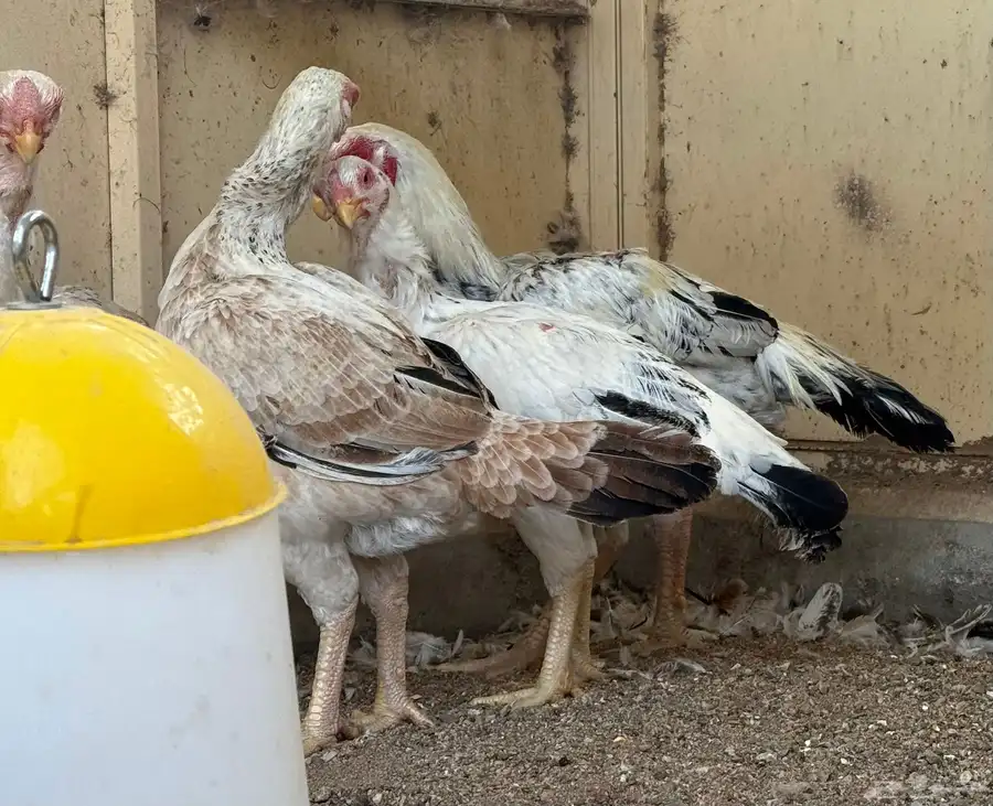 طقم حجازي فاخر ديك و3 دجاجات( تم البيع ) 23