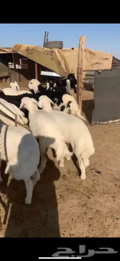 للبيع بهم بري ونضيف تو جاي من البر الموقع سوق الجربوع يوجد 1
