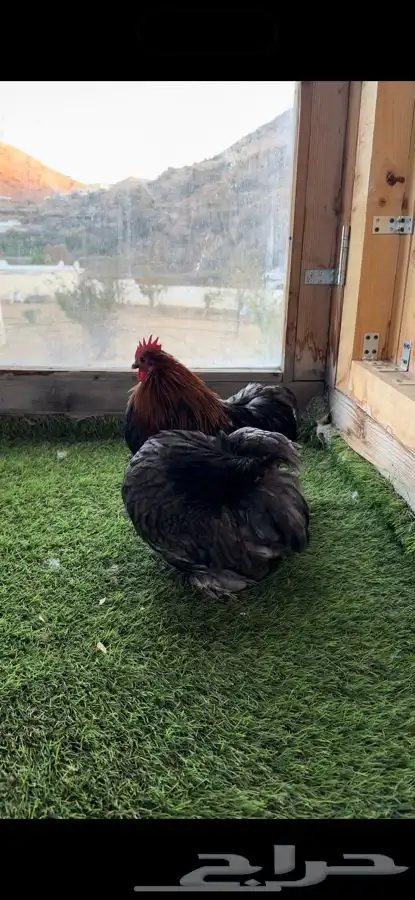 زوج كوشن بشاير 5