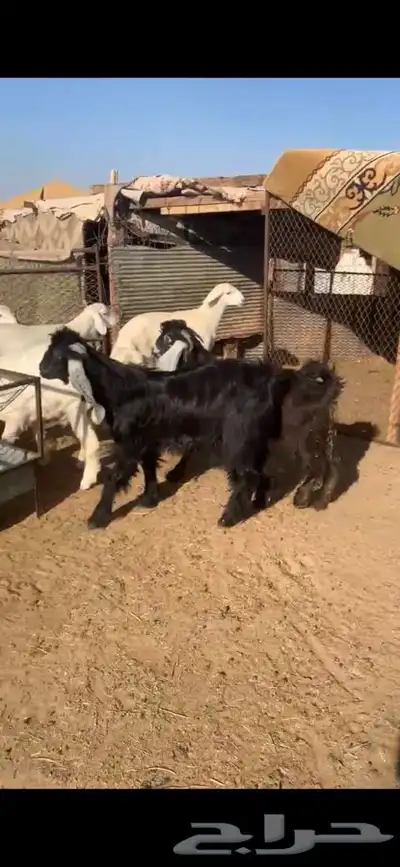 للبيع بهم بري ونضيف تو جاي من البر الموقع سوق الجربوع يوجد 3