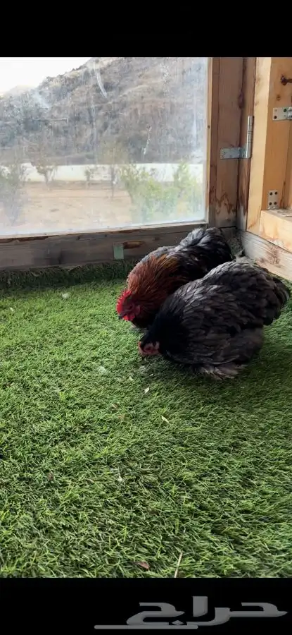 زوج كوشن بشاير 4