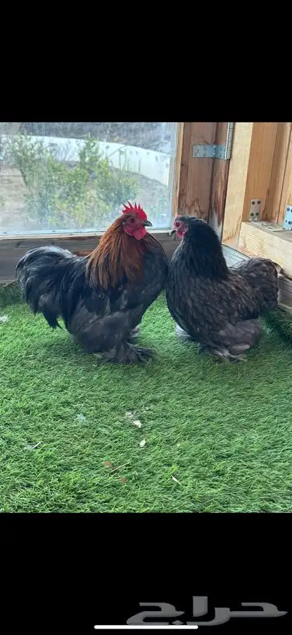 زوج كوشن بشاير 0