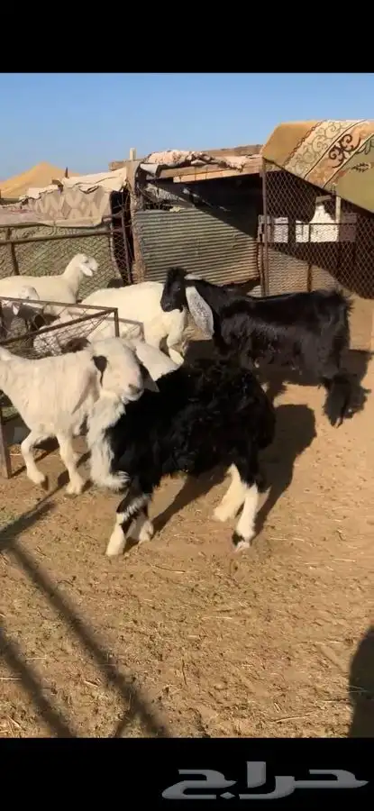 للبيع بهم بري ونضيف تو جاي من البر الموقع سوق الجربوع يوجد 4