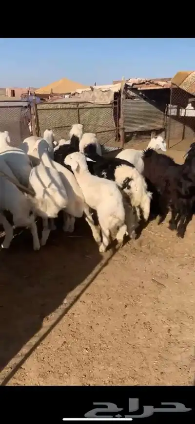 للبيع بهم بري ونضيف تو جاي من البر الموقع سوق الجربوع يوجد 2