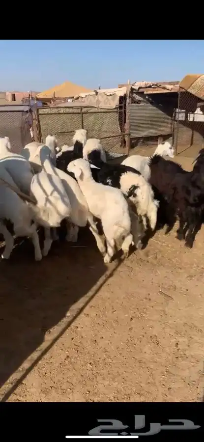 للبيع بهم بري ونضيف تو جاي من البر الموقع سوق الجربوع يوجد 2