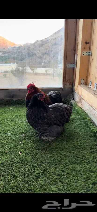 زوج كوشن بشاير 1