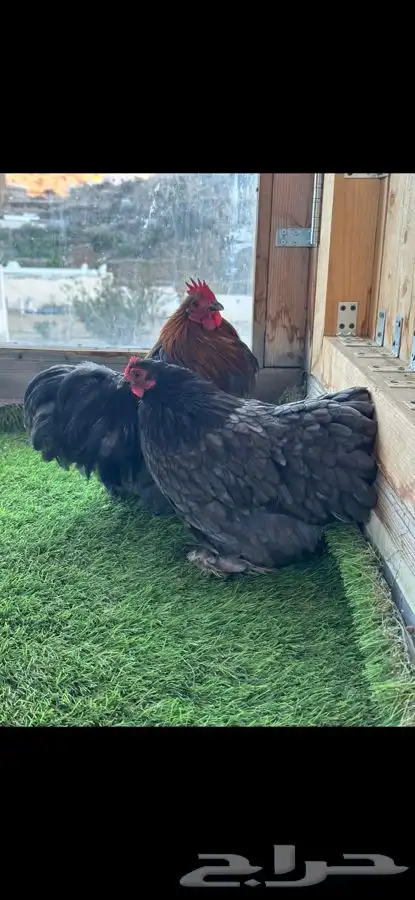 زوج كوشن بشاير 3