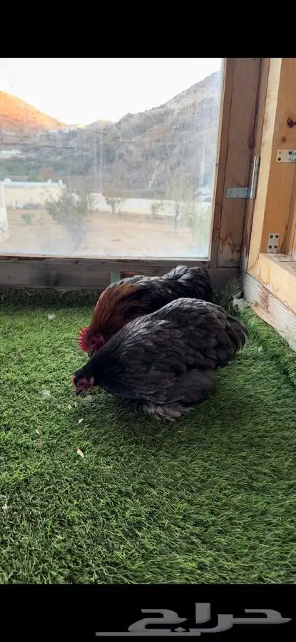 زوج كوشن بشاير 2