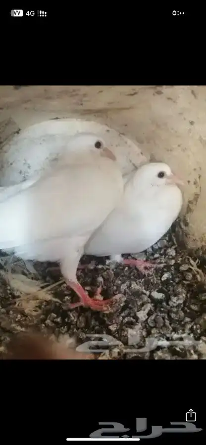 زغاليل حمام فرنسي 0