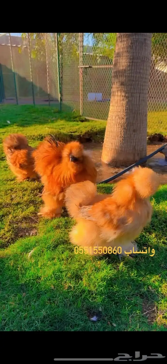 دجاج زينه نوادر القطني الزعفراني 0