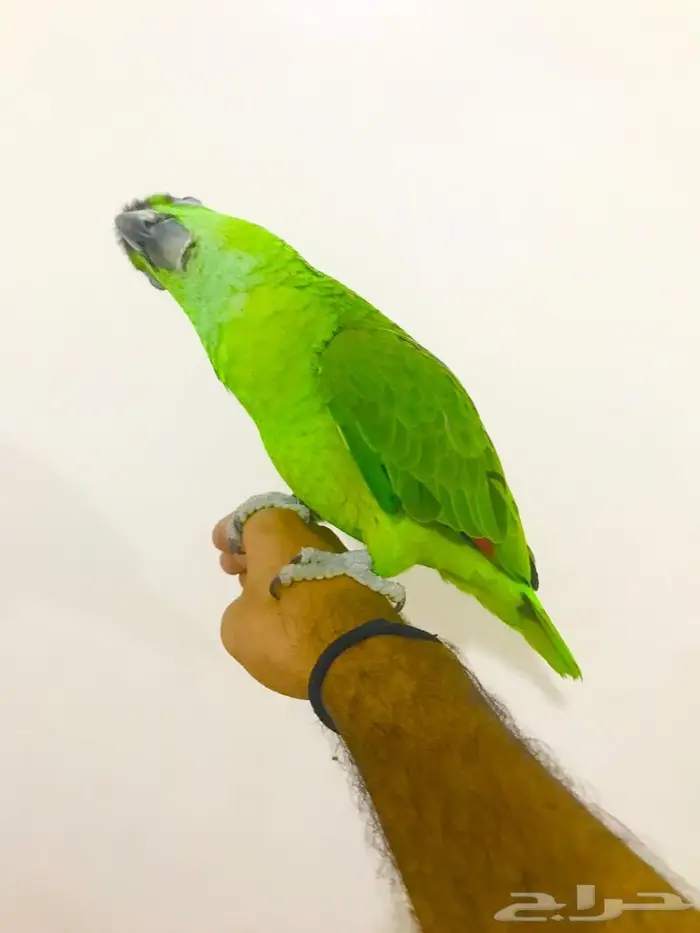 يلوناب جريء حار( تم البيع) 0