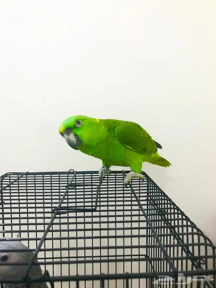 يلوناب جريء حار( تم البيع) 1