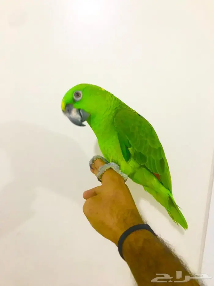 يلوناب جريء حار( تم البيع) 6