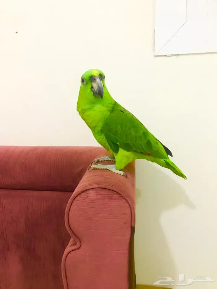 يلوناب جريء حار( تم البيع) 7