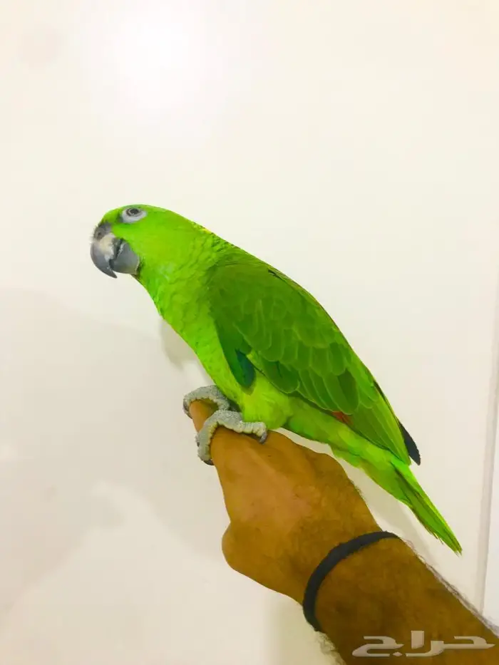 يلوناب جريء حار( تم البيع) 8