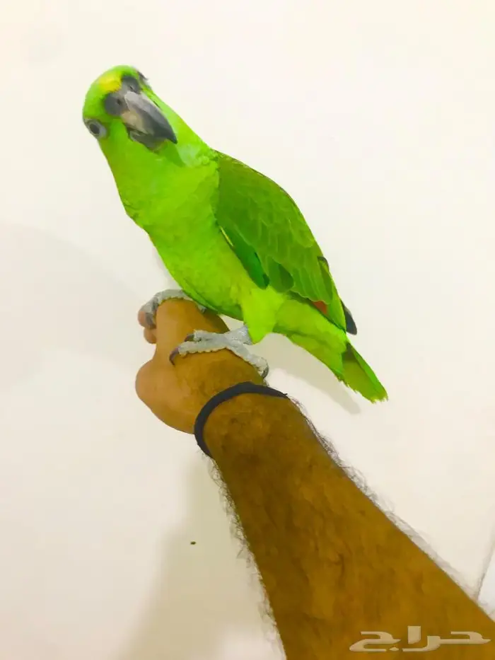 يلوناب جريء حار( تم البيع) 2