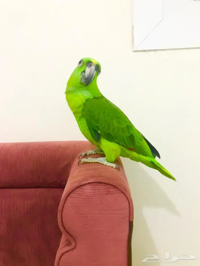 يلوناب جريء حار( تم البيع) 3