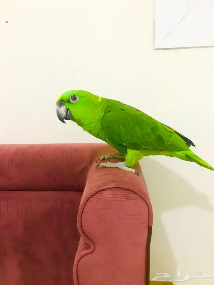 يلوناب جريء حار( تم البيع) 4