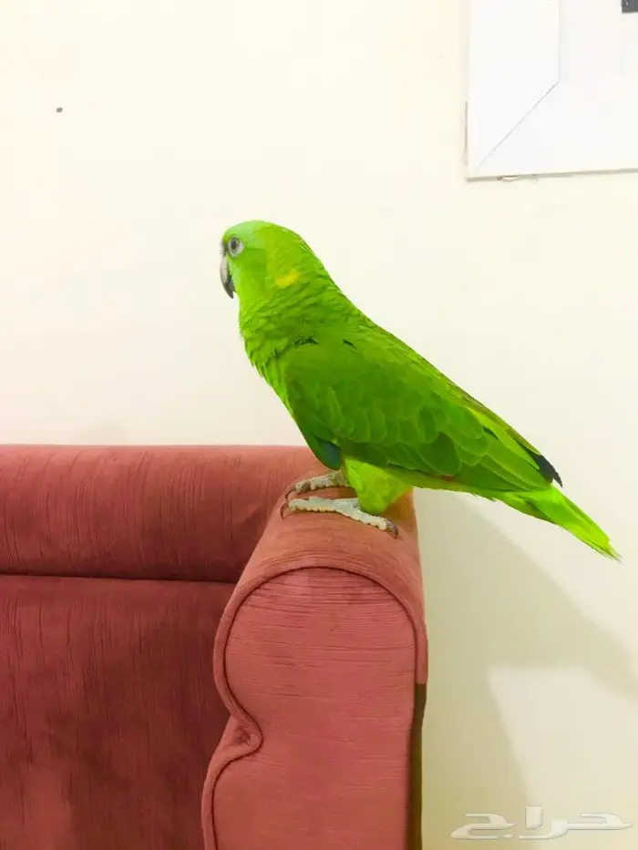 يلوناب جريء حار( تم البيع) 5