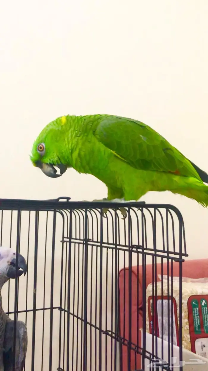 يلوناب جريء حار( تم البيع) 9