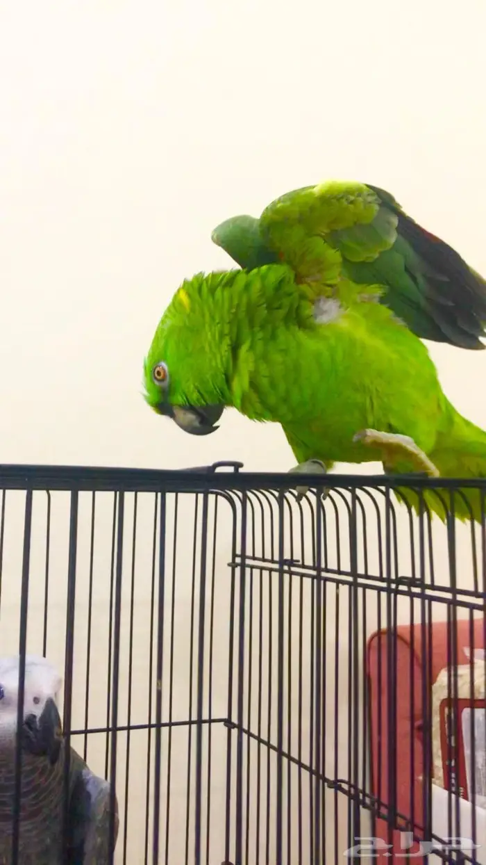 يلوناب جريء حار( تم البيع) 10