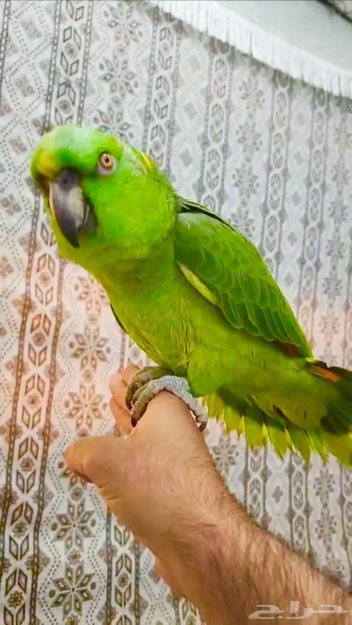 يلوناب جريء حار( تم البيع) 11