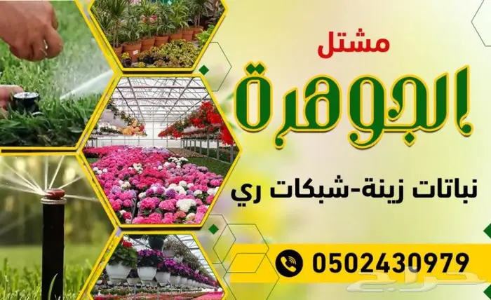 أشجار زيتون الحوف معمرة منتجة 0