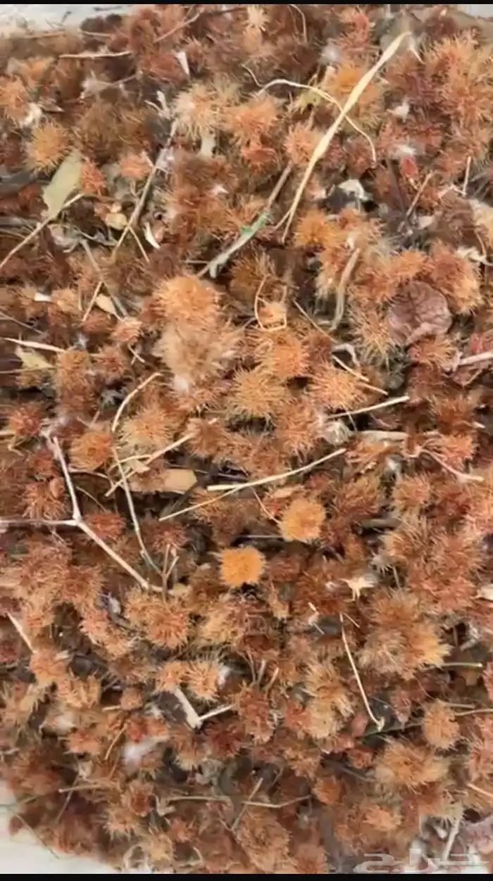بذور شجر 3