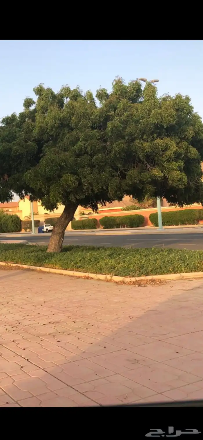 بذور شجر 1