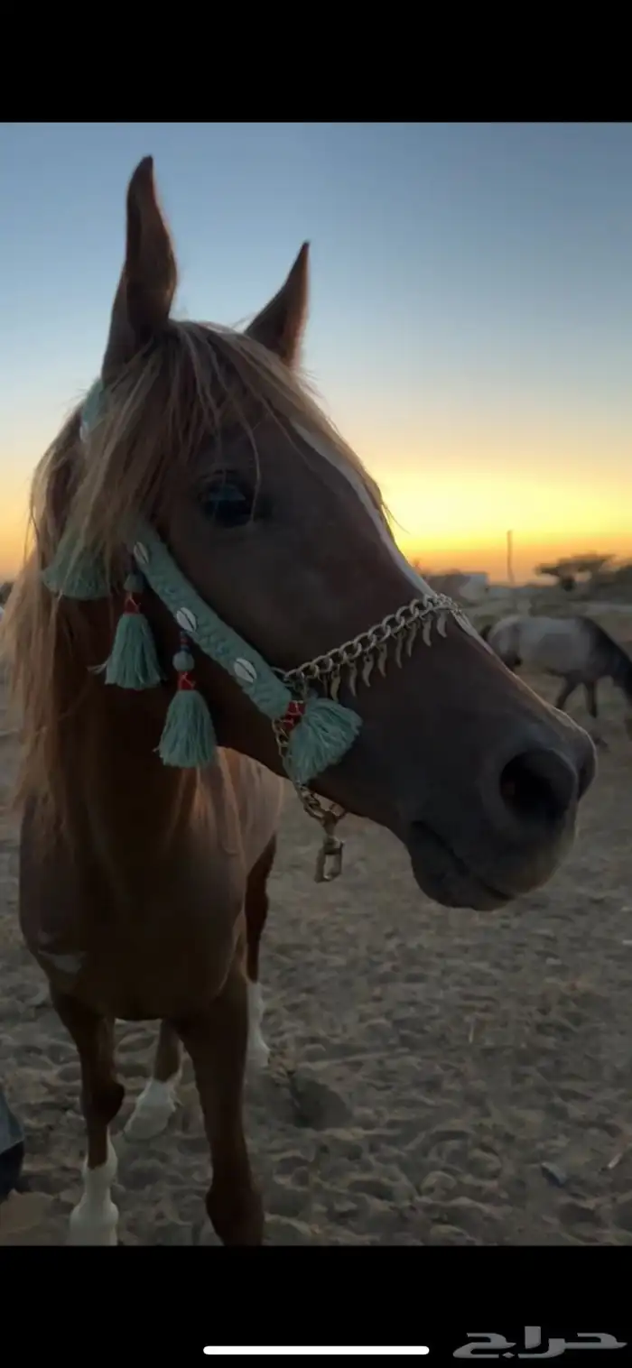 فرس عربيه 5