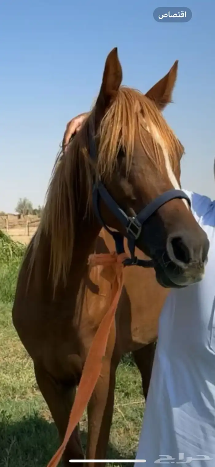 فرس عربيه 17