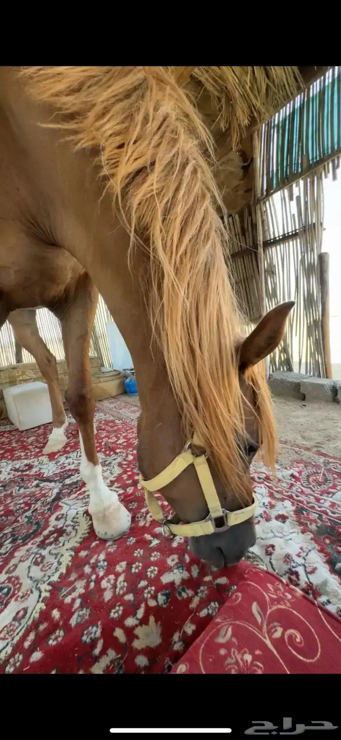 فرس عربيه 9