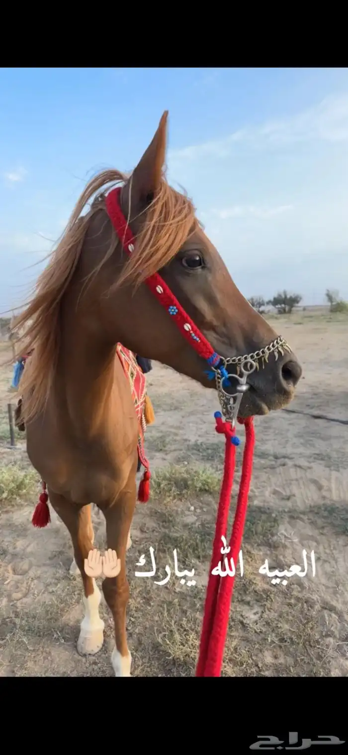 فرس عربيه 14