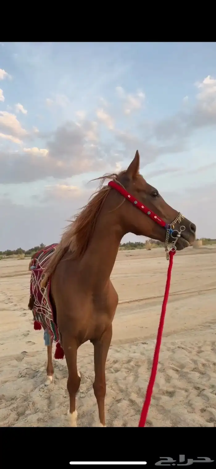 فرس عربيه 16