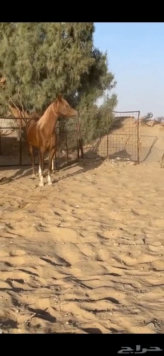 فرس عربيه 18