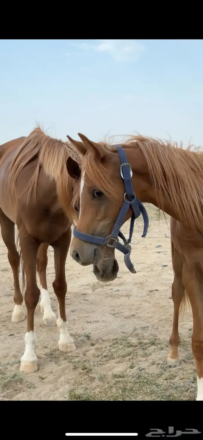فرس عربيه 8